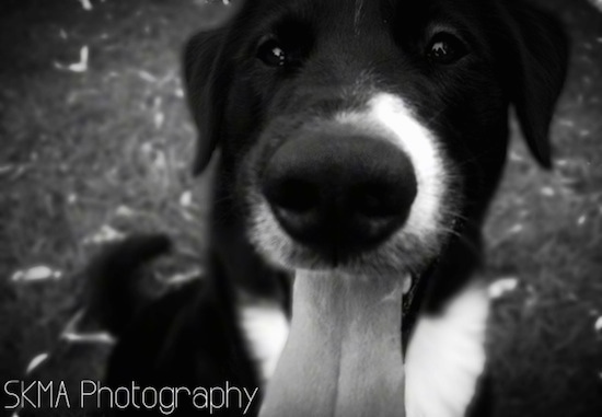 Close up head shot - A black and white photo of a short-haired mixed breed dog jumping up on a person in front of it. Its mouth is open and its tongue is out. In the bottom right hand corner the words - SKMA Photography - are overlayed in the bottom left corner.