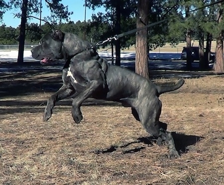 Action shot - A black with tan brindle with white Neapolitan Mastiff is standing in grass and it is pulling on a leash so hard that it is beginning to stand on its back legs. There are pine trees in the distance and patches of snow on the ground.