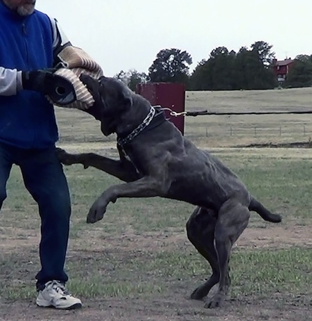 Side view action shot - A black with tan brindle with white Neapolitan Mastiff is biting a pad on a mans arm.