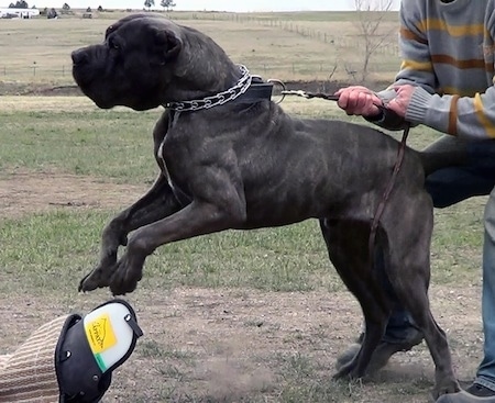 A muscular black with tan brindle with white Neapolitan Mastiff is standing in patchy grass as it pulls on a leash so hard it is up on its back legs. There is a person behind it holding it back with all of his might.