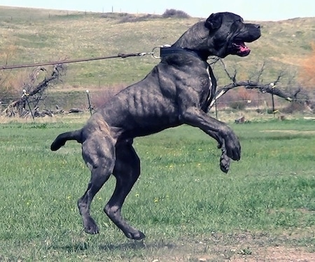 Action shot right Profile - A muscular, black with tan brindle with white Neapolitan Mastiff is jumping in grass and barking. All four of its paws are off of the ground.