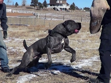 Action shot - A black with tan brindle with white Neapolitan Mastiff is pulling forward on a leash to bite a large pad on a persons arm.