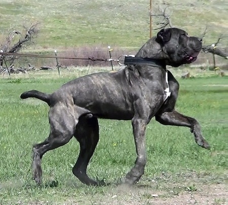 Right Profile - A black with tan brindle with white Neapolitan Mastiff is running across grass while pulling hard on the leash it is connected to.