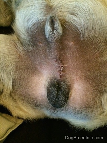 help with neutering my dog