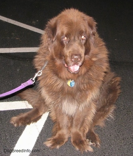 Front side view - Front view - A brown Newfoundland is sitting in a parking lot, its mouth is slightly open and it is looking down. Its back legs are spread apart and is front legs are close together. The dog looks goofy.
