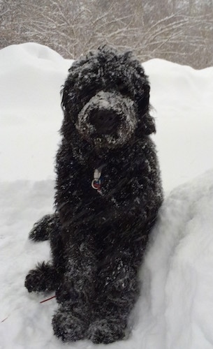 Front view - A black long haired Newfypoo is sitting in deep snow and it is covered in snow.