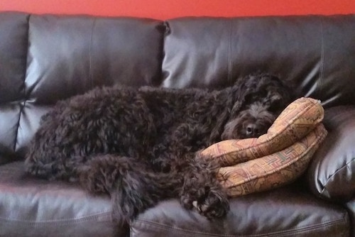 A wavy-coated, black long haired Newfypoo dog is sleeping on a black leather couch with its head on top of two pillows.