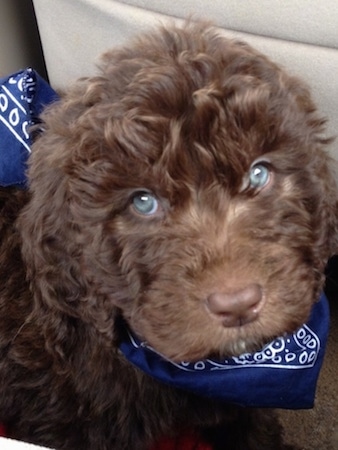 Close up - A brown wavy-coated, blue-eyed Newfypoo puppy is wearing a blue bandanna sitting on a tan carpet.