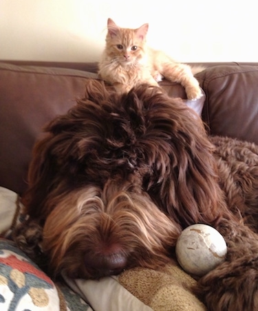Close up head shot - A brown long haired Newfypoo dog is laying on a couch and there is a baseball in between its head and front paws. There is an orange cat laying on the back of the couch.