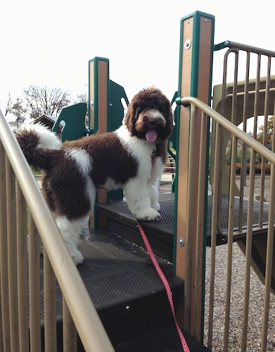 A brown and white Newfypoo is standing on a jungle gym at a park. It is turning its head looking back at the camera.