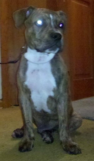 Front view - A brown brindle, white chested Old Anglican Bulldogge puppy is sitting on a carpet and it is looking to the right. There is a glare in its eye from the camera.