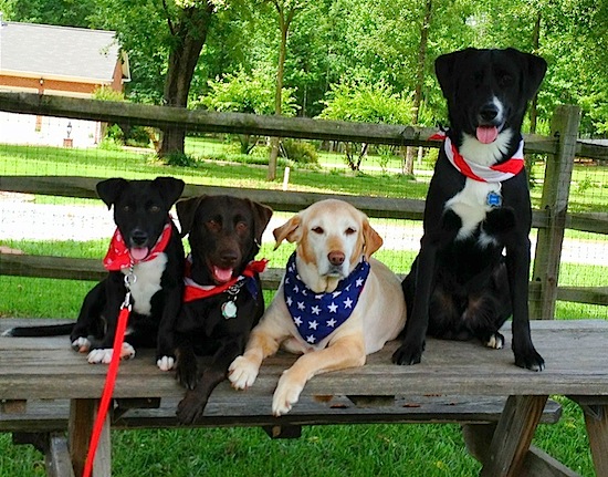 Four dogs lined up outside on a wooden bench - Two dogs are sitting and two dogs are laying. They are all wearing American Flag bandanas