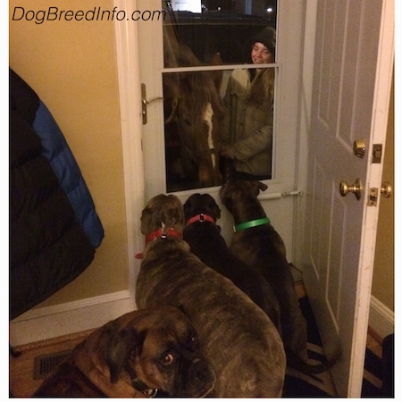 Bruno the brindle Boxer, Spencer the blue-nose brindle Pit Bull, Mia the American Bully and Leia the blue-nose Pit Bull are sitting in front of a door. On the other side of the door is a horse and a girl in a grey coat