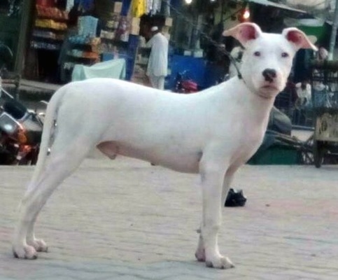 Right Profile - A white Pakistani Bull Dog puppy is standing on a street and it is looking forward at an outside market