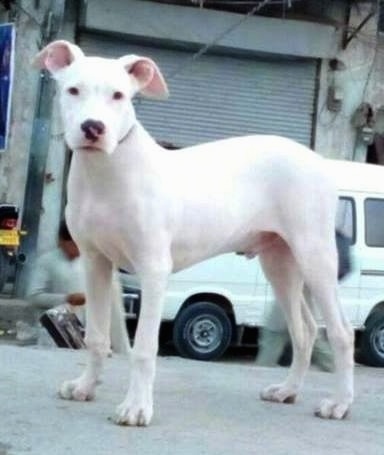 Side view - A white Pakistani Bull Dog puppy is standing in a street and it is looking forward. There is a building and a white car behind it.