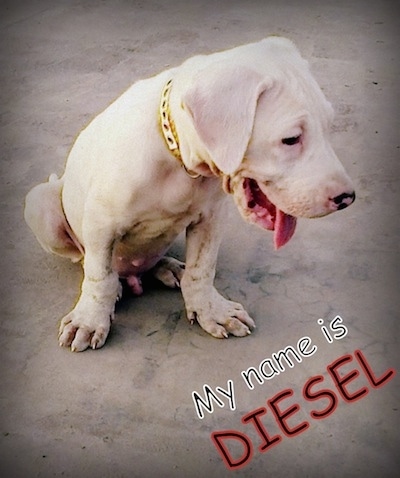 Front side view - A white Pakistani Bull Dog puppy is sitting on a concrete surface looking down and to the right. Its mouth is open and tongue is out. The words - My name is DIESEL - are overlayed diagonally in the bottom right corner of the image. The dog has drop ears and big paws.