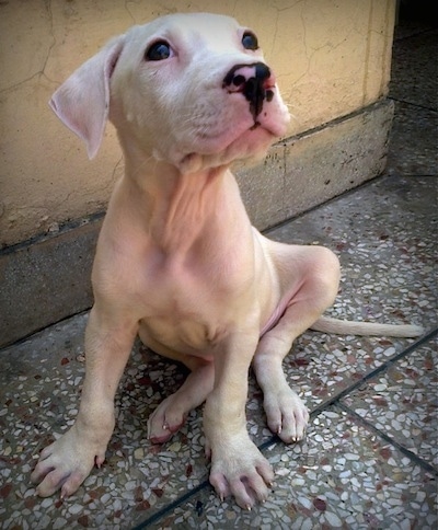 Close up front view - A white Pakistani Bull Dog puppy is sitting in front of a wall and it is looking up and to the right. Its nose is pink and black.