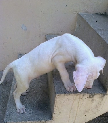 Side view - A white Pakistani Bull Dog puppy is climbing up a stone staircase looking over the edge.