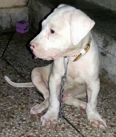 Close up front view - A white Pakistani Bull Dog puppy is sitting in front of stone steps looking to the left. It is connected to a chain.