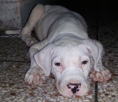 Close up Front view - A white Pakistani Bull Dog puppy is laying down in the corner on a stone floor. Its head is between its front paws.