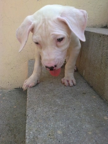 Close up front view - A white Pakistani Bull Dog puppy is standing on a stone step and it is looking down. Its mouth is open and tongue is out.
