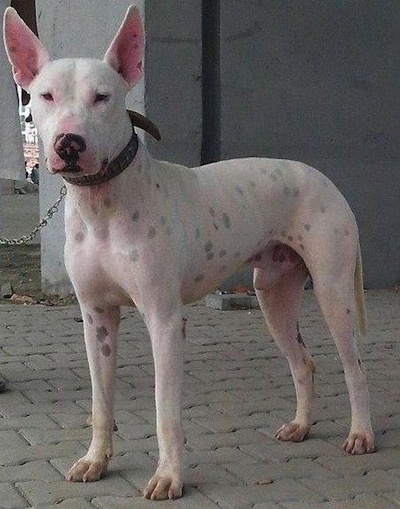 Front side view - A perk-eared, white with black Pakistani Bull Terrier is standing on a brick sidewalk and it is looking forward. It has black pigment spots on its white skin.