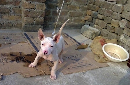 A white Pakistani Bull Terrier puppy is tied up with a rope and pulling forward on top of a piece of cardboard in front of bricks. There is an empty food bowl next to it.