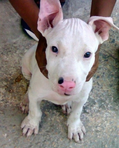 View from above looking down at the dog - A white Pakistani Bull Terrier puppy is sitting on a concrete surface and there is a persons hands a on each side of its neck. The puppies nose is pink with a black spot on it.