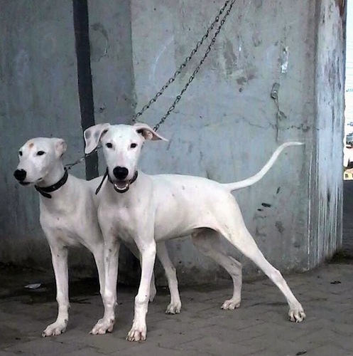 Two tall, white Pakistani Bull Terrier dogs are standing in front of a concrete wall. The dog in the background is looking to the left with its ears pinned back and the one in front of it is looking forward with its ears perked out.