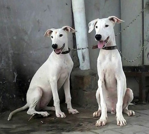 Two white Pakistani Bull Terrier dogs are chained to a pole sitting on a stone surface and in front of a house. Both of there mouths are open and tongues are out. They are looking to the right.