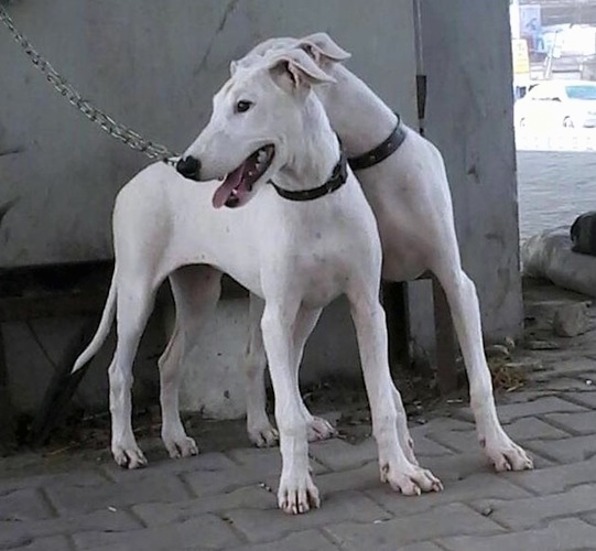 Two tall, white Pakistani Bull Terrier puppies are standing on a brick surface in front of a concrete wall looking to the left.