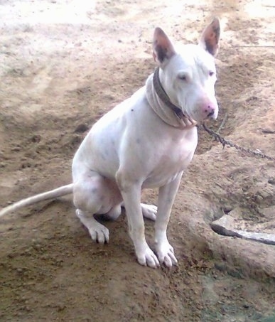 Front side view - A perk eared, white Pakistani Bull Terrier is chained up sitting in dirt and it is looking forward. There are holes dug in front of and behind it.