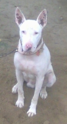Front view - A perk eared, white Pakistani Bull Terrier is sitting in dirt and it is looking forward. It is attached to a metal chain. It has dark pigment spots on its pink skin.