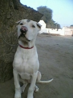Front view - A crop-eared, white with grey Pakistani Mastiff puppy is sitting in dirt next to a large rock and it is looking forward. Its nose is pink with black around the edges.