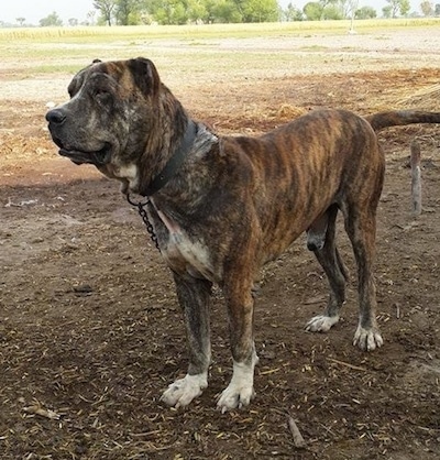 Front side view - A brown brindle with white Pakistani Mastiff is chained up in a field standing in the shade on dirt and wood chips looking to the left.