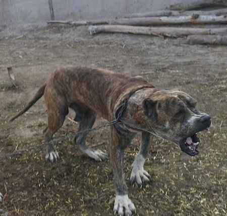 A brown brindle with white Pakistani Mastiff is standing on dirt and wood chips barking and pulling forward on its chain. Its teeth are showing.