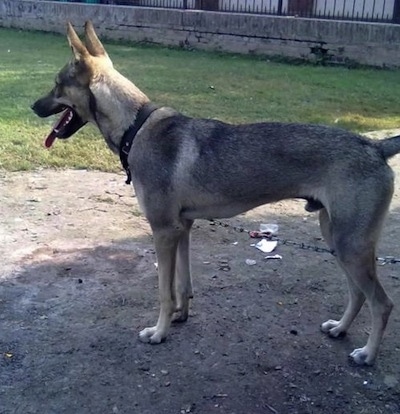 Side view - A panting, black and tan Pakistani Shepherd Dog on a chain standing in dirt looking to the left. There is grass and a small brick wall with a black iron fence on top of it in the distance.