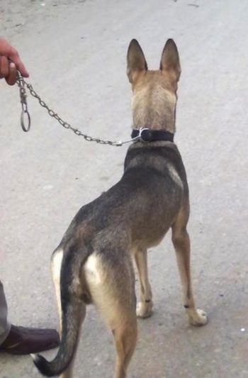 View from behind - The backside of a black and tan Pakistani Shepherd Dog standing on a concrete surface looking forward while on a chain leash that someone is holding.