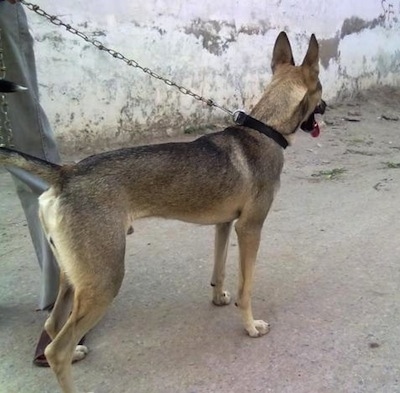 Right Profile - The side of a black and tan Pakistani Shepherd Dog standing on a concrete surface next to a white stone wall. It is panting and looking to the right.