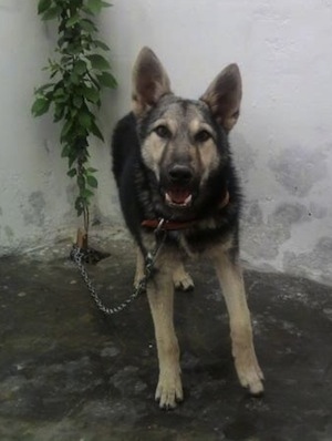 Front view - A black and tan Pakistani Shepherd Dog is standing on dirt in front of and chained to a small tree in the corner of a large concrete wall.