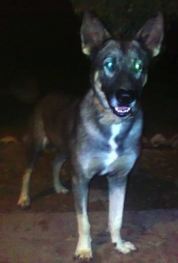 Front side view - A black and tan Pakistani Shepherd Dog is standing on a walkway at night looking forward. Its mouth is slightly open showing its white bottom teeth.