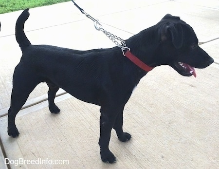 Side view - A black with white Patterdale Terrier is standing on a concrete surface and it is looking to the right.