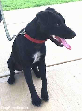 Front view - A panting black with white Patterdale Terrier is sitting on a concrete surface looking to the right.