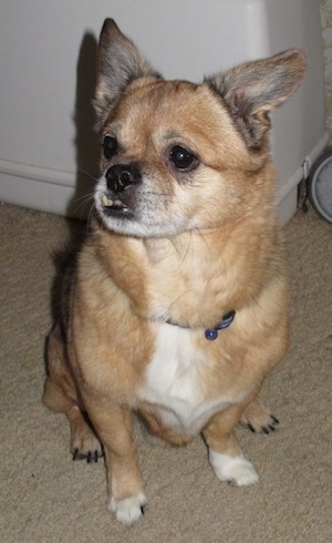 Front side view - A perk-eared, tan with white Pek-A-Rat dog is sitting on a tan carpet looking to the left. It has an underbite and the bottom row of its teeth are showing.