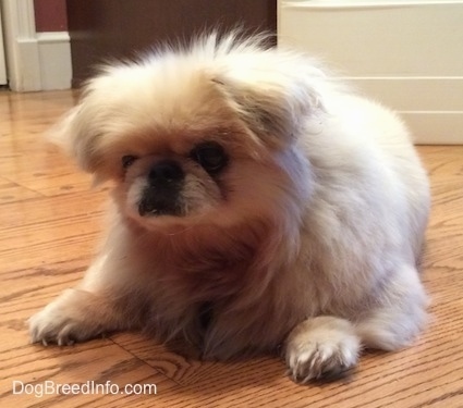 Front side view - A tan Pekingese is laying on a wooden floor and it is looking down and forward.
