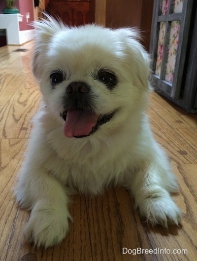 Front view - A happy, white Pekingese is laying on a hardwood floor and it is looking to the left. Its mouth is open and its tongue is out.