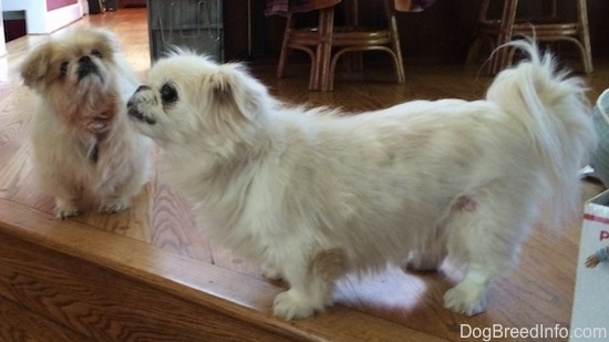 A white Pekingese is standing across a wooden floor in front of a step and it is looking up and to the left. Behind it is a tan Pekingese that is looking at the white dog.