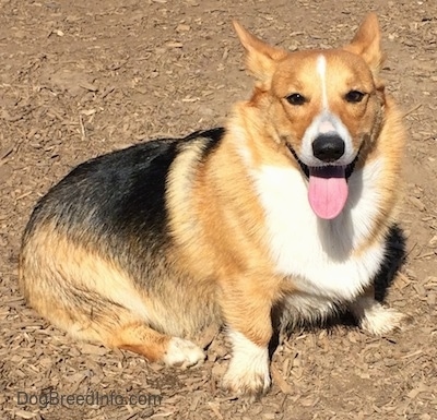 Front side view - A happy-looking, tan with black and white Pembroke Corgi dog is sitting on dirt and wood chips looking up and towards the camera.