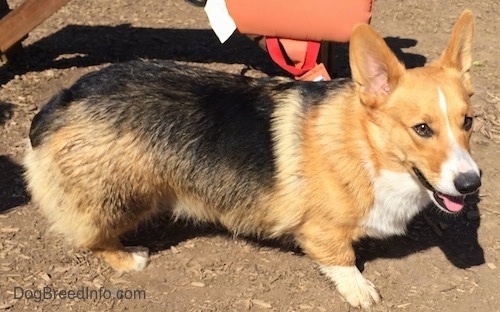 Side view - A short-legged, perk-eared, tan with black and white Pembroke Corgi dog is standing across a dirt surface. Behind it is a wooden bench.
