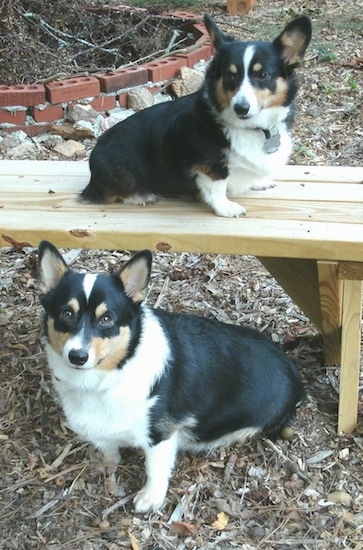 Side view - Two black with white and tan Pembroke Welsh Corgi dogs - One is sitting on top of a wooden bench facing towards the right and the second Corgi dog is sitting on the ground in front of it looking right at the camera. The dog on the bench is smaller than the dog on the ground.